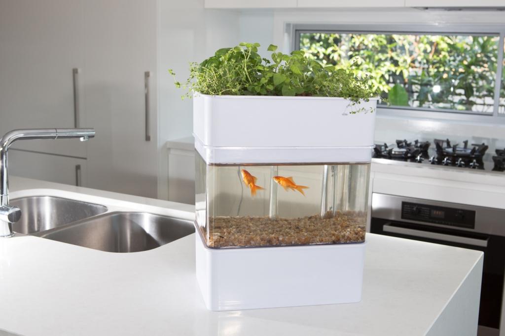 hydroponics device at home