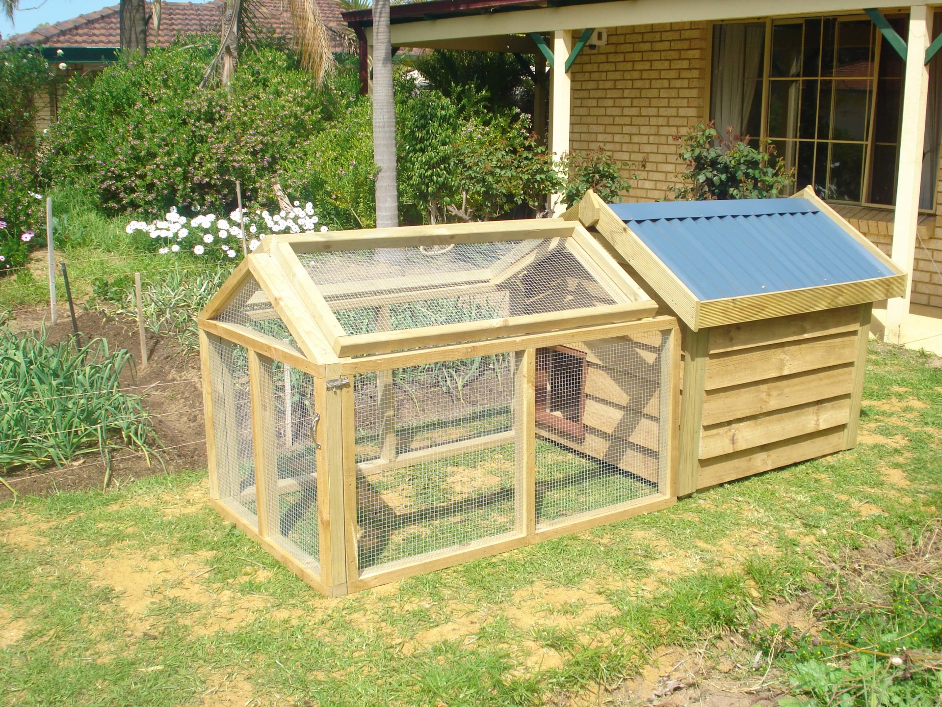 Chickens Suburban Farmer