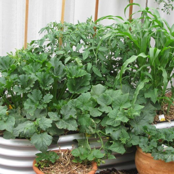 Starter Garden Package