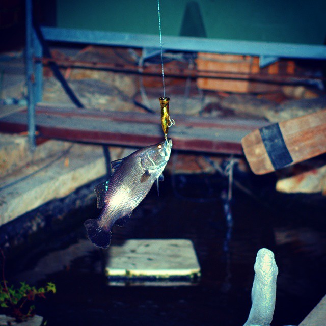 Fishing For Barramundi