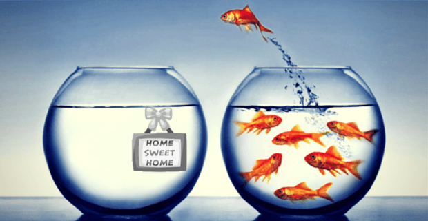 Introducing Fish To Your Aqauponics System