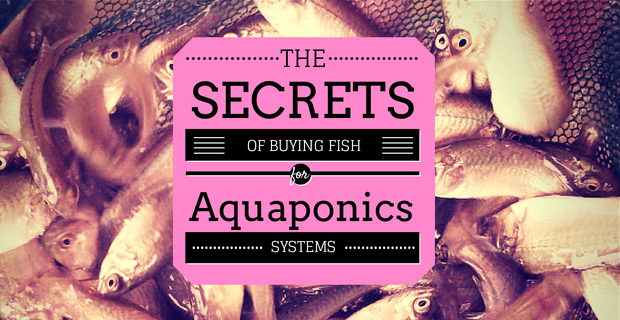 Buying Aquaponics Fish