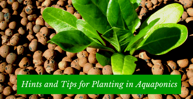 Planting In Aquaponics