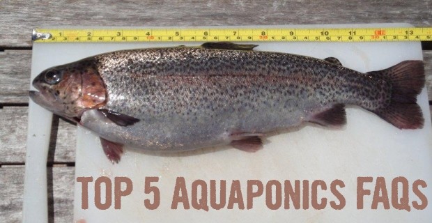 Top 5 Aquaponcs FAQs in Backyard Aquaponics