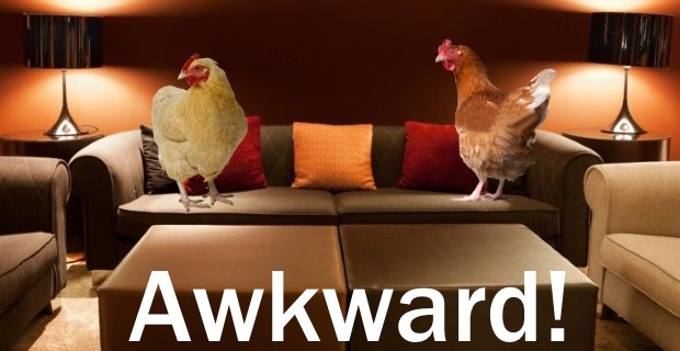 Introducing Chickens can be Awkward