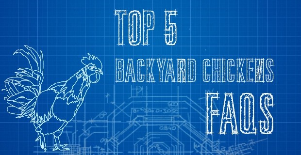 Top 5 C hickens FAQs