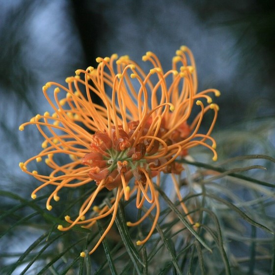 Native Gardens