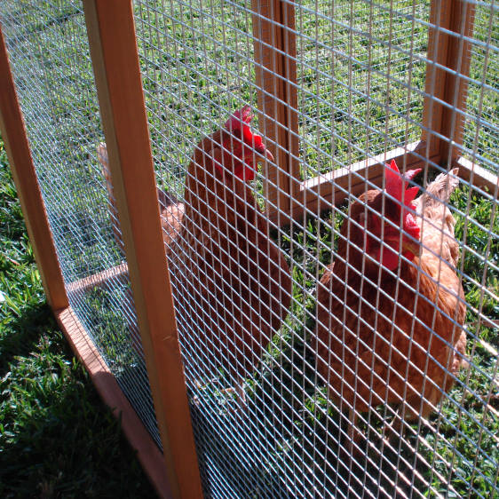 Backyard Chickens Starter Package Suburban Farmer