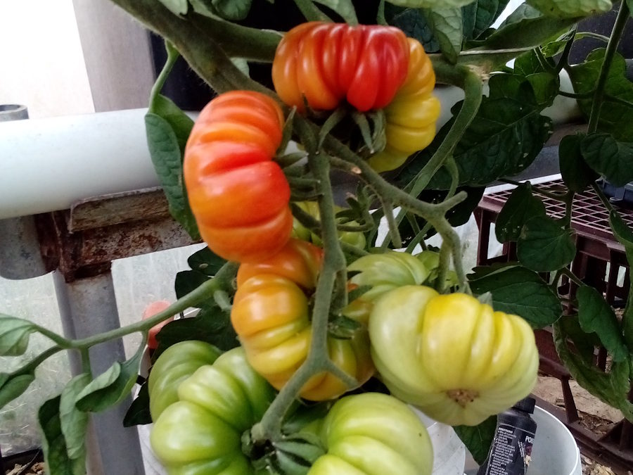 IMG_20251117_181858 IMG_20251117_181858